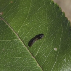 Caliroa cerasi (Pear and cherry slug) at Belconnen, ACT - 18 May 2022 by AlisonMilton