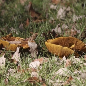 Suillus sp. at Yarralumla, ACT - 16 May 2022 03:07 PM