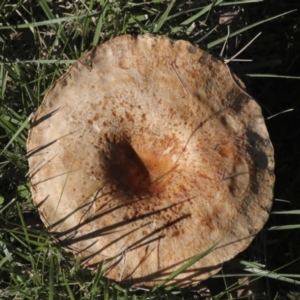 Suillus sp. at Yarralumla, ACT - 16 May 2022