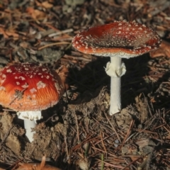 Amanita muscaria (Fly Agaric) at Yarralumla, ACT - 16 May 2022 by AlisonMilton