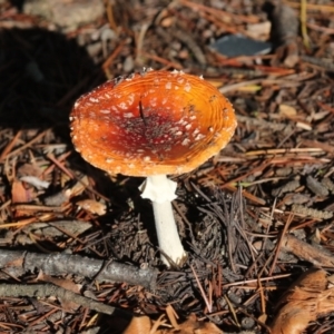 Amanita muscaria at Yarralumla, ACT - 16 May 2022