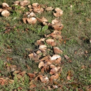 zz agaric (stem; gills not white/cream) at Yarralumla, ACT - 16 May 2022 03:45 PM