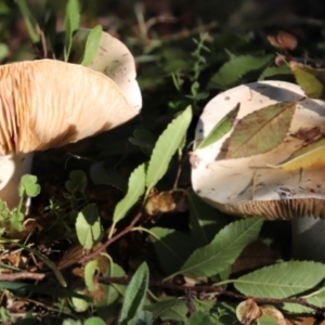 zz agaric (stem; gills not white/cream) at Yarralumla, ACT - 16 May 2022 03:45 PM