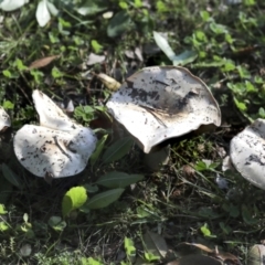 zz agaric (stem; gills not white/cream) at Yarralumla, ACT - 16 May 2022 03:45 PM