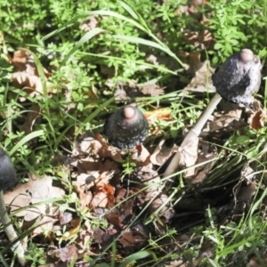 Coprinus comatus at Yarralumla, ACT - 16 May 2022