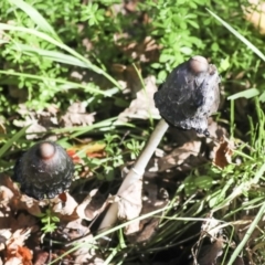 Coprinus comatus at Yarralumla, ACT - 16 May 2022