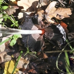 Coprinus comatus at Yarralumla, ACT - 16 May 2022