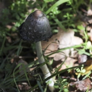 Coprinus comatus at Yarralumla, ACT - 16 May 2022