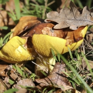 Suillus sp. at Yarralumla, ACT - 16 May 2022