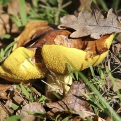 Suillus sp. (A bolete ) at Lake Burley Griffin West - 16 May 2022 by AlisonMilton