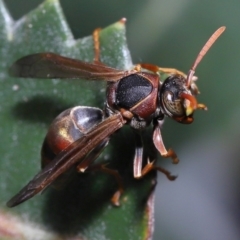 Polistes (Polistella) humilis (Common Paper Wasp) at ANBG - 27 May 2022 by TimL