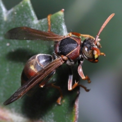 Polistes (Polistella) humilis (Common Paper Wasp) at Acton, ACT - 27 May 2022 by TimL