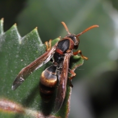 Polistes (Polistella) humilis at Acton, ACT - 27 May 2022 12:23 PM