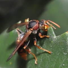 Polistes (Polistella) humilis at Acton, ACT - 27 May 2022 12:23 PM