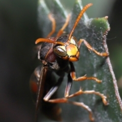 Polistes (Polistella) humilis at Acton, ACT - 27 May 2022 12:23 PM