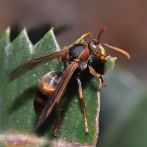 Polistes (Polistella) humilis at Acton, ACT - 27 May 2022