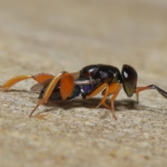 Chalcididae sp. (family) (Unidentified chalcid wasp) at Acton, ACT - 27 May 2022 by TimL