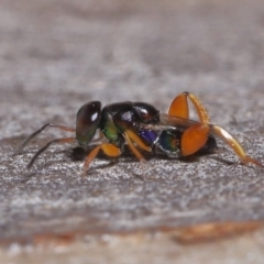 Chalcididae (family) at Acton, ACT - 27 May 2022