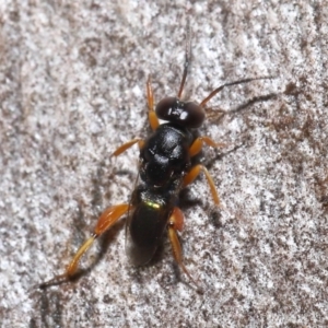 Chalcididae (family) at Acton, ACT - 27 May 2022 12:56 PM