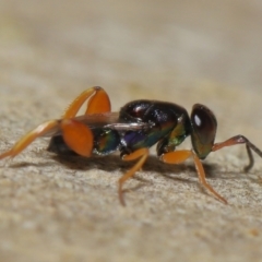 Chalcididae (family) at Acton, ACT - 27 May 2022