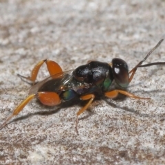 Chalcididae (family) at Acton, ACT - 27 May 2022 12:56 PM