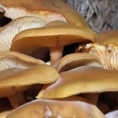 Armillaria luteobubalina (Australian Honey Fungus) at Acton, ACT - 29 May 2022 by TimL