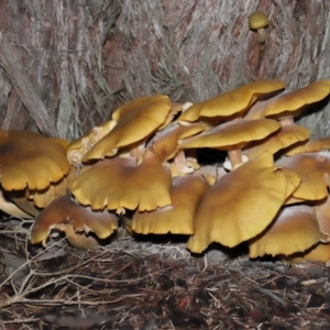 Armillaria luteobubalina at Acton, ACT - 29 May 2022