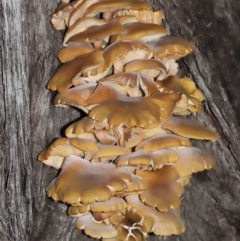 Armillaria luteobubalina at Acton, ACT - 29 May 2022