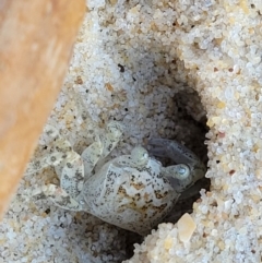 Unidentified Crab (TBC) at Nambucca Heads, NSW - 28 May 2022 by trevorpreston