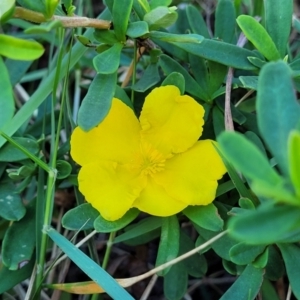 Hibbertia sp. at Nambucca Heads, NSW - 28 May 2022