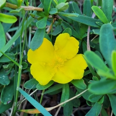 Hibbertia sp. (Guinea Flower) at Nambucca Heads, NSW - 28 May 2022 by trevorpreston