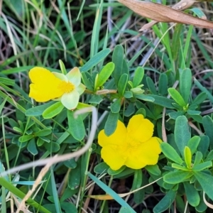 Hibbertia sp. at Nambucca Heads, NSW - 28 May 2022