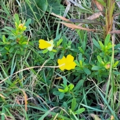 Hibbertia sp. at Nambucca Heads, NSW - 28 May 2022 02:21 PM
