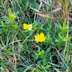 Hibbertia sp. at Nambucca Heads, NSW - 28 May 2022