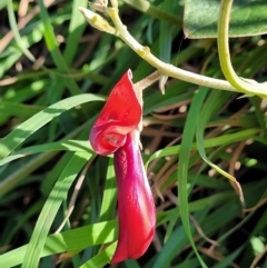 Kennedia rubicunda (Dusky Coral Pea) at Nambucca Heads, NSW - 28 May 2022 by trevorpreston