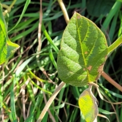 Kennedia rubicunda at Nambucca Heads, NSW - 28 May 2022