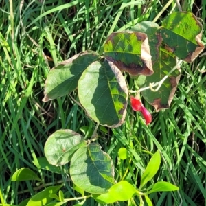 Kennedia rubicunda at Nambucca Heads, NSW - 28 May 2022