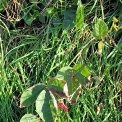 Kennedia rubicunda at Nambucca Heads, NSW - 28 May 2022