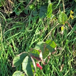 Kennedia rubicunda at Nambucca Heads, NSW - 28 May 2022