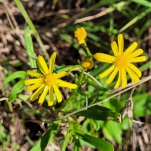 Senecio madagascariensis at Nambucca Heads, NSW - 28 May 2022