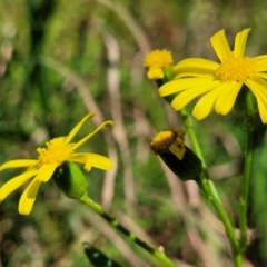 Senecio madagascariensis at Nambucca Heads, NSW - 28 May 2022 01:42 PM