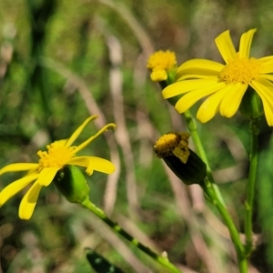 Senecio madagascariensis at Nambucca Heads, NSW - 28 May 2022