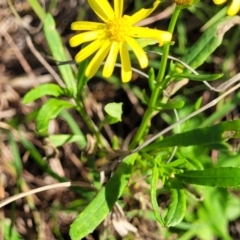 Senecio madagascariensis at Nambucca Heads, NSW - 28 May 2022