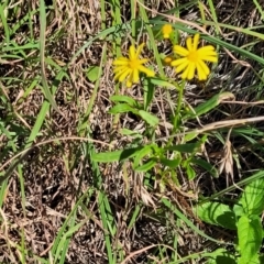 Senecio madagascariensis at Nambucca Heads, NSW - 28 May 2022