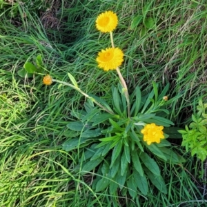 Xerochrysum bracteatum at Nambucca Heads, NSW - 28 May 2022