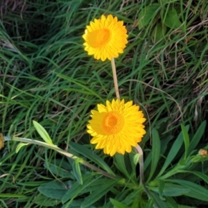 Xerochrysum bracteatum at Nambucca Heads, NSW - 28 May 2022