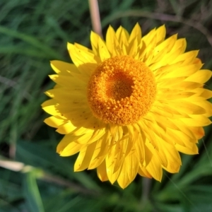 Xerochrysum bracteatum at Nambucca Heads, NSW - 28 May 2022