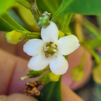 Myoporum boninense subsp. australe (Boobialla) at Nambucca Heads, NSW - 28 May 2022 by trevorpreston