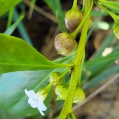 Myoporum boninense subsp. australe at Nambucca Heads, NSW - 28 May 2022 01:39 PM