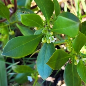 Myoporum boninense subsp. australe at Nambucca Heads, NSW - 28 May 2022 01:39 PM